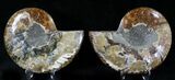 Polished Ammonite Pair - Million Years #21457-1